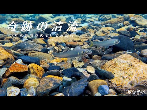 【水中映像】奇跡の清流 銚子川 -完全解説-
