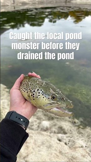 Pond monsters. Not bad for a stock trout in a small pond. #fishing