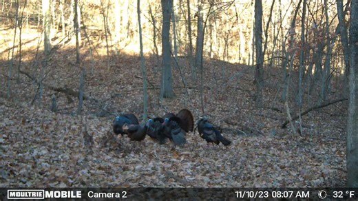 Turkeyvids🔥🔥🔥 (@turkeyhunting2024)’s videos with original sound - Turkeyvids🔥🔥🔥