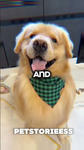 Golden Retriever Facts That Will Melt Your Heart 🐶✨ #goldenretriever #dog #cutedogs #shorts