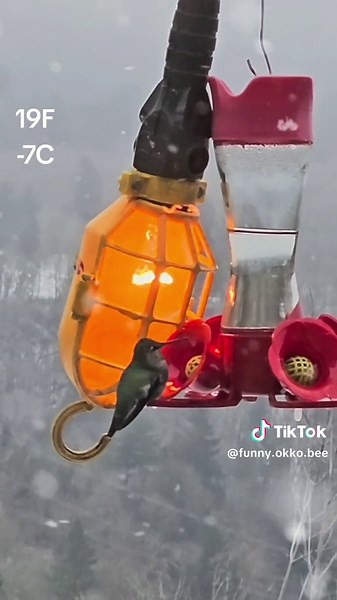 #hummingbird #birds #freezing #cold #winter #helpsurvive #Oregon #Sandy #bekind #nature