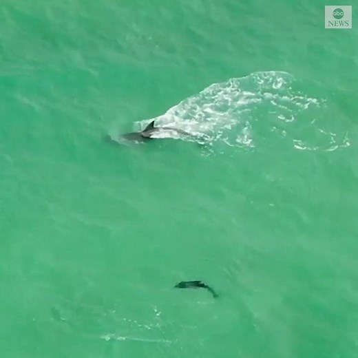 LEARNING TO SWIM: This playful dolphin mom swims rings around her newborn calf as she chases fish off the coast of St. Petersburg, Florida. https://abcn.ws/2XjOmSM | ABC News
