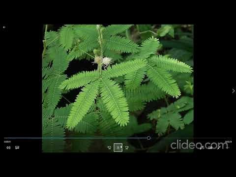 How to Reverse video with Clideo