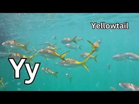 ABC Animal Discovery Song for Kids | Learn the Alphabet A–Z with Real Animals