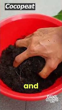Easy Air-Layering Hack: How to Clone Any Fruit Tree at Home!