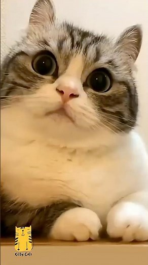 Funny Cat & Cute Kittens815😻 #shorts #kucing #kucinglucu #funny #pet #cat #foryou #viral #viralvideo