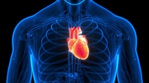Human Circulatory System Heart Beat Anatomy Stock Footage Video (100% Royalty-free) 1094582119 | Shutterstock