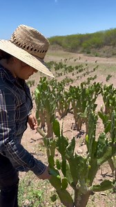 266K views · 4.7K reactions | Soy mexica y me representa el Nopal . Amo lo que hago . Nopal lengua de Vaca asi lo conocemos en Sinaloa ❤️ #videoviralシ #viralvideo | La muchacha de los Nopales | Facebook