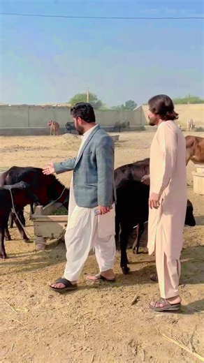 Understanding Dairy Farm Business Operations