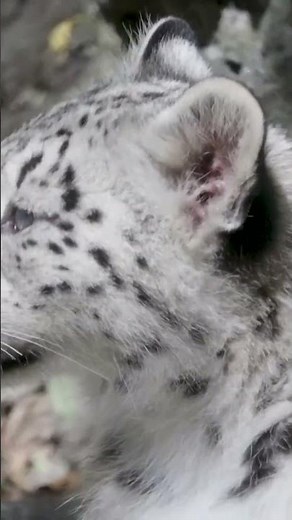 Snow leopard cubs debut at the Bronx Zoo