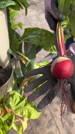 Growing Beets in the GreenStalk 💜 ◾️ Plant Care: Thin seedlings gently to avoid disturbing roots. Most beet seeds grow multiple plants! ◾️ Feeding Tips: If you’re seeing lots of greens but small roots, your soil needs more potassium or phosphorus. ◾️ Harvest Time: When beet tops reach golf-ball size, they’re ready! Roast the roots or sauté the greens — both are delicious. 🥬 | GreenStalk Garden