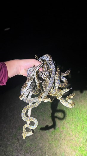 Looking for a 20 foot python in the Florida Everglades! #everglades#fyp#foryoupage#night#wildlife#explore#snake#viral#crocodile#alligator#professional#dog#python