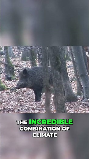 🐗💥The Ultimate Guide to Driven Hunts in Bulgaria: Unveiling Nature's Best Kept Secret