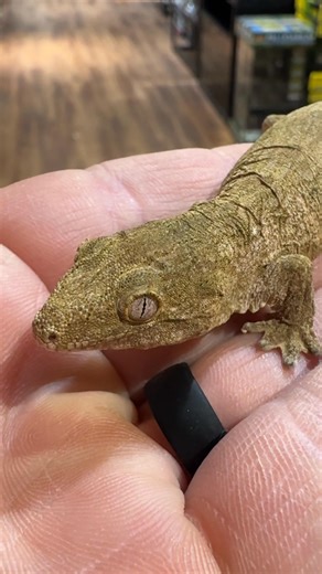 Leachianus are the largest geckos in the world reaching 14-17”. They are native to New Caledonia and have similar care requirements to a Crested Gecko. This Isle of Pines baby is so cute. #everevolvingexotics #reptileshop #tucson #arizona #reptiles | Ever Evolving Exotics
