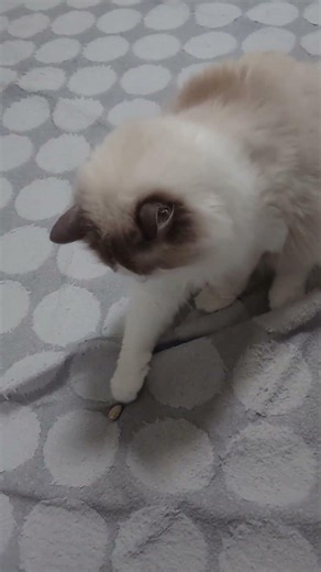 【遊んでいる物は？】#ラグドール #cat #猫好きさんと繋がりたい