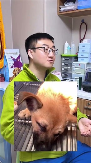 What's That Third Eyelid on My Dog's Eye? A Quick Guide