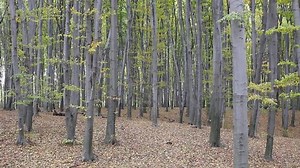 autumn beech forest at windy day with leaves falling between tree trunks