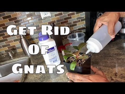 Get Rid of Fungus Gnats Organically & Chemically Step by Step Gnat T