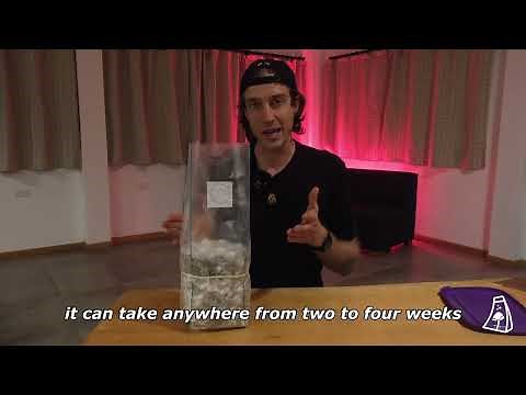 Initiating the Fruiting Stage in a Magic Bag (All-In-One Mushroom Grow Bag)
