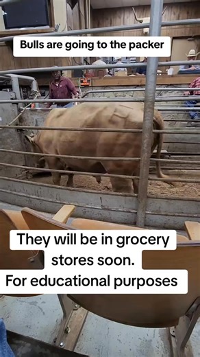 159K views · 462 reactions | #cow #bull #food #cooking #ranchtok #beefswhatsfordinner #packer #beef #farm #salebarnlife #salebarn #fyp #fypシ #fyppppppppppppppppppppppp | Jonathan Bell | Facebook