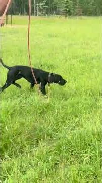 🐾 First Hunt Thrills with Smoke "Rollin Ridgeview Coal"! 🦆💥 #viralshort #pudelpointer #huntingdogs