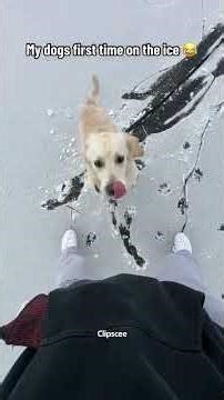 Dogs compilation #funny #dogshorts #viral Dog running