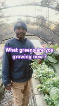 Harvesting Collard Greens