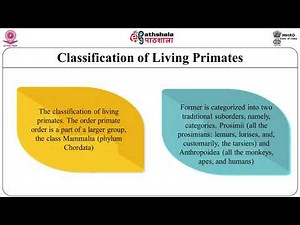 Classification and Distribution of Living Primates