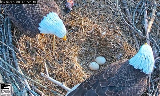 Watch live: Bald eagle eggs in West Virginia set to hatch 'very soon'