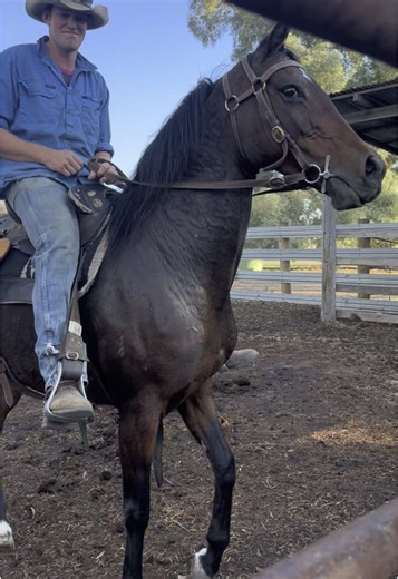 Understanding Mare Horses: A Comprehensive Guide