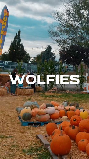 2.7K views · 37 reactions | Support your local farmers this pumpkin season. #wolfiespumpkins #pumpkinpatch | Wolfies Pumpkins | Facebook