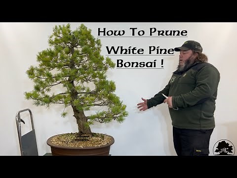 How to Prune White Pine Bonsai - Greenwood Bonsai