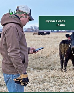 Virtual fencing has not only transformed Tyson’s daily operations but also allowed him to seamlessly integrate cattle into every part of his cropping system. By extending his grazing season and eliminating the need for costly physical fencing, Tyson has reduced expenses while boosting productivity. | Nofence USA