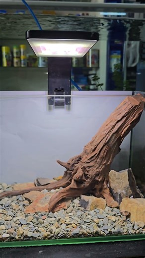 aquascape.ae in the #uae #dubai #aquarium #aquariumaquascape #aquascapelowtech