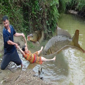 Primitive Life in forest - Find fish for survival - Skills Catch fish by forest people Credit: Wild Survival Daily #WildSurvivalDaily #SurvivalSkills #PrimitiveSkills #primitivefoodhd | Animals Daily Life