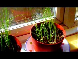 Growing Leeks in the UK from Seed