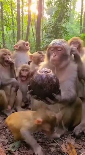 Baby Monkey Pranks Mom! 🥥😂 #funnyanimals#monkey#fails