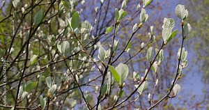 rowan tree with the first foliage in the spring park , the first rowan leaves in sunny weather