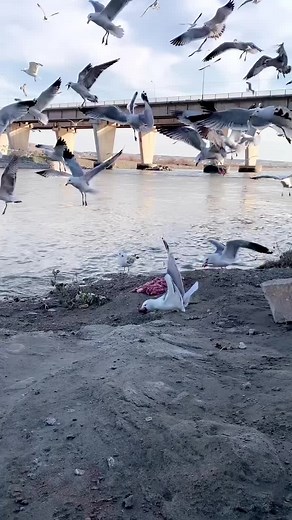 Seagull Flock Behavior in Natural Outdoor Setting