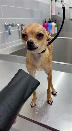 He hates Spa Day so much.
