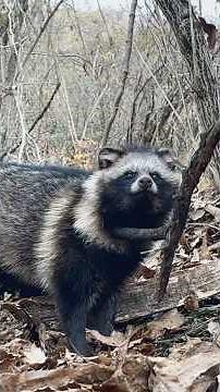 Sorry to have kept you waiting, this is a raccoon that won't run away #SnaringTrap #Raccoon