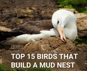 Birds Building A Mud Nest - The Top 15 Most Fascinating