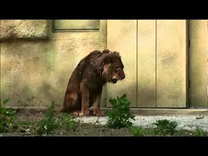 ライオンのゲロ Lion's vomit.