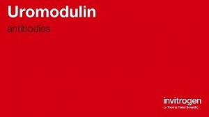 Anti-Uromodulin Antibodies | Invitrogen