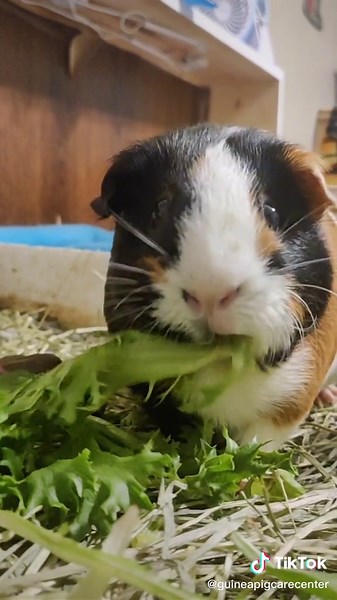 Can Guinea Pigs Eat Lettuce? A Comprehensive Guide to Their Veggie Diet