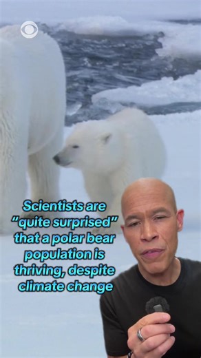 Polar Bears Thrive Amid Climate Change: A Surprising Study