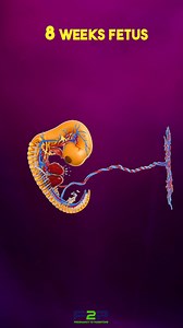 What a 8 Week Fetus 😍 Looks Like | Pregnancy to parenting