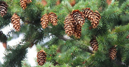 Sapin, épicéa, pin : quelles différences ?