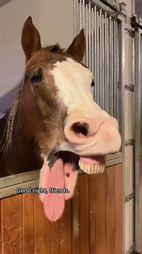 Have you ever listened to a horse snoring? #snoring #horse#horses