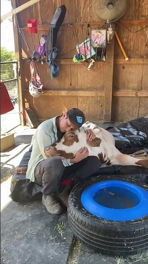 Champion the Cow Cuddler | The Wizard of Paws | BYUtv